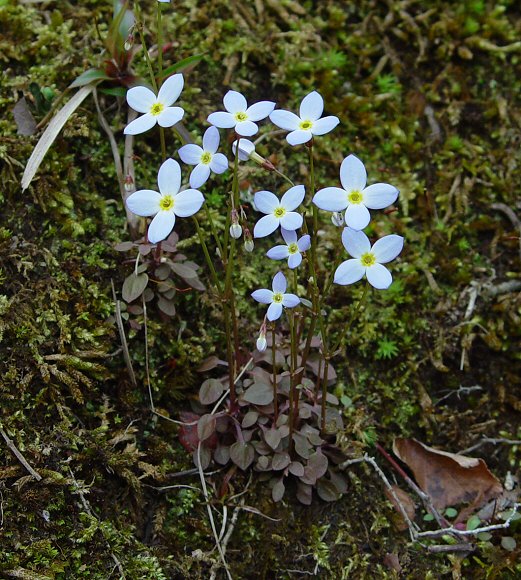 Houstonia_caerulea_plant.jpg