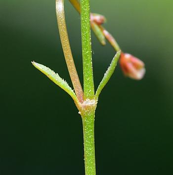 Houstonia_caerulea_stem.jpg