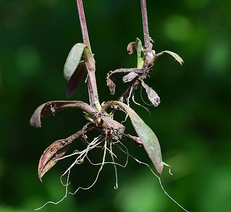 Houstonia_longifolia_basals.jpg