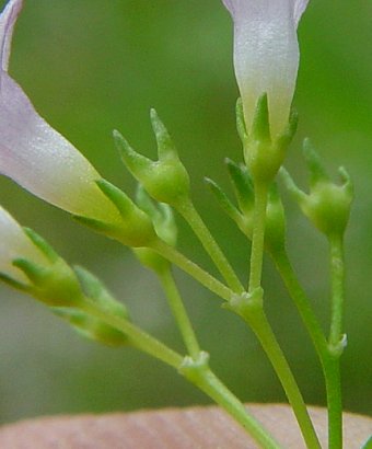 Houstonia_longifolia_calyx.jpg