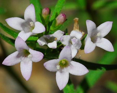 Houstonia_longifolia_corollas.jpg