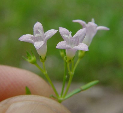 Houstonia_longifolia_flower.jpg