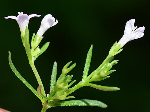 Houstonia_longifolia_inflorescence.jpg