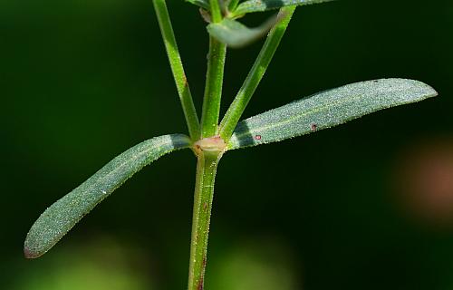 Houstonia_longifolia_leaf1.jpg