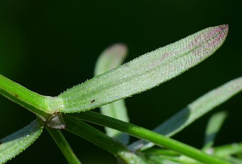 Houstonia_longifolia_leaf2.jpg