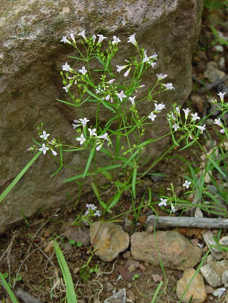 Houstonia_longifolia_plant.jpg