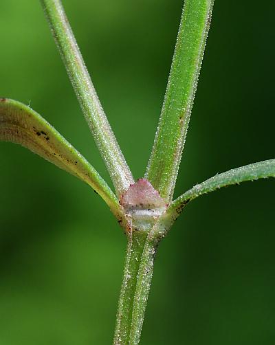 Houstonia_longifolia_stipule.jpg