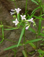 Houstonia longifolia thumbnail