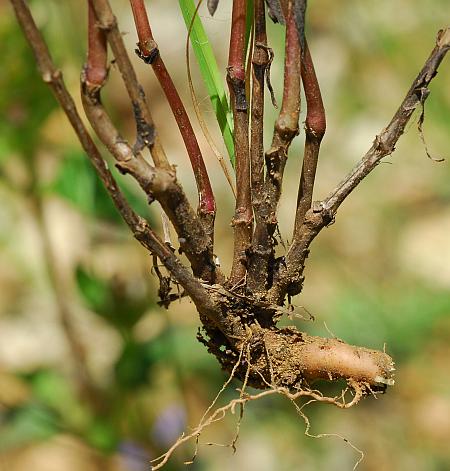 Houstonia_nigricans_base.jpg