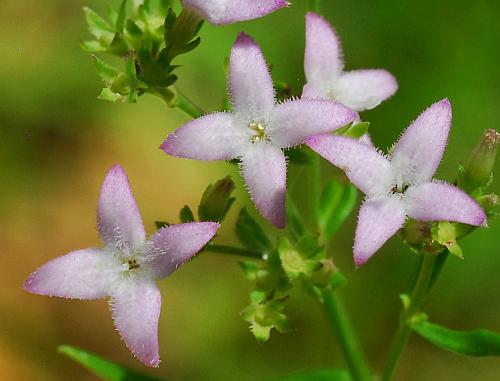 Houstonia_nigricans_corollas.jpg