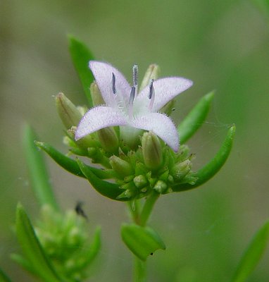 Houstonia_nigricans_flower.jpg