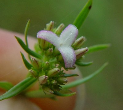 Houstonia_nigricans_flower2.jpg