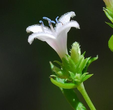 Houstonia_nigricans_flower3.jpg