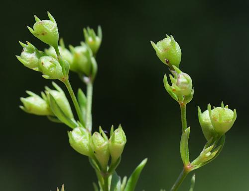 Houstonia_nigricans_fruits.jpg