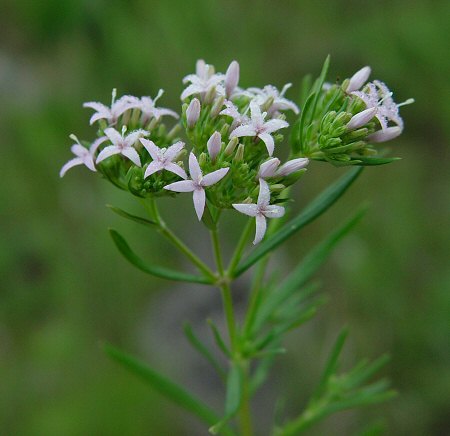 Houstonia_nigricans_inflorescence.jpg