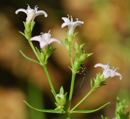 Houstonia_nigricans_inflorescence1.jpg