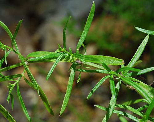 Houstonia_nigricans_leaves1.jpg