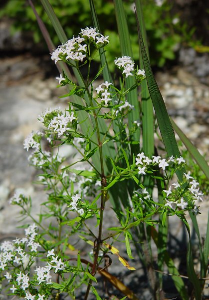 Houstonia_nigricans_plant2.jpg