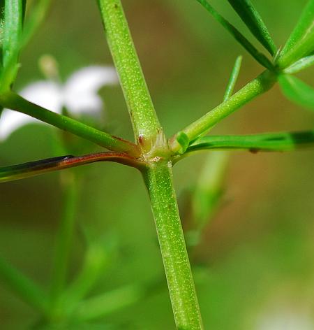 Houstonia_nigricans_stem.jpg