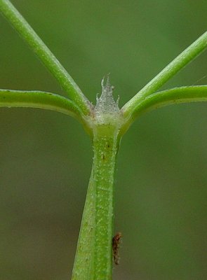 Houstonia_nigricans_stipule.jpg