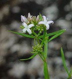 Houstonia nigricans thumbnail