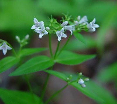 Houstonia_purpurea_inflorescence.jpg