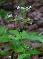 Houstonia purpurea thumbnail