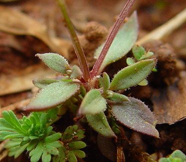 Houstonia_pusilla_basals.jpg