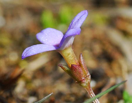 Houstonia_pusilla_calyx2.jpg