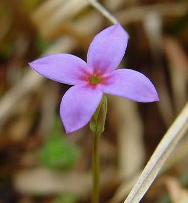 Houstonia_pusilla_corolla.jpg