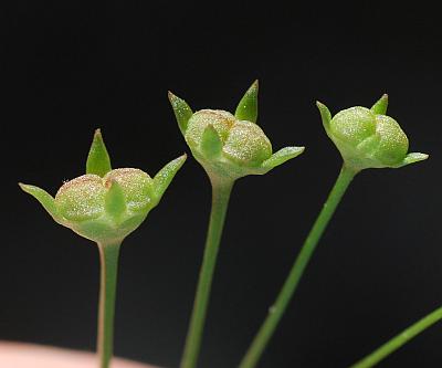 Houstonia_pusilla_fruits.jpg