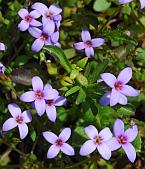 Houstonia pusilla thumbnail