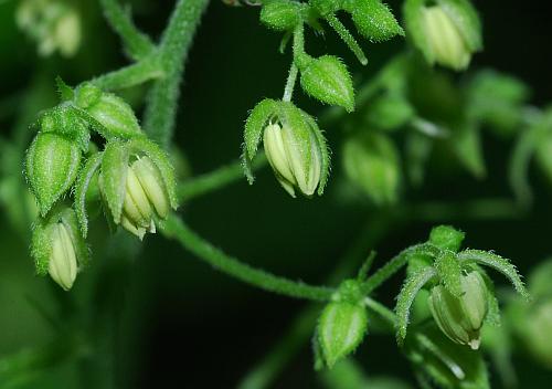 Humulus_japonicus_flowers1.jpg