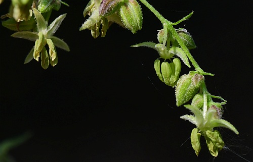 Humulus_japonicus_flowers2.jpg