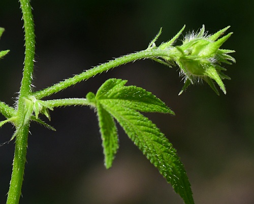 Humulus_japonicus_flowers3.jpg