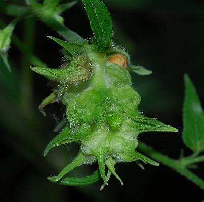 Humulus_japonicus_fruit.jpg