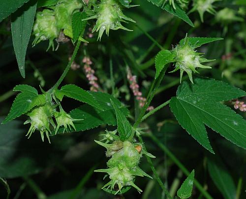 Humulus_japonicus_fruits.jpg