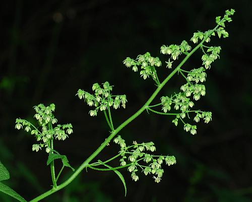 Humulus_japonicus_inflorescence.jpg