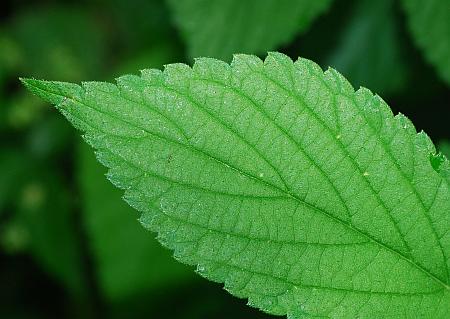 Humulus_japonicus_leaf1.jpg