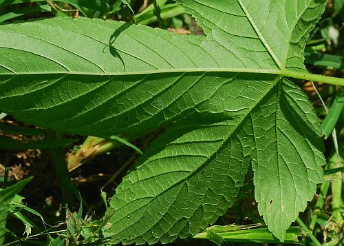 Humulus_japonicus_leaf2.jpg