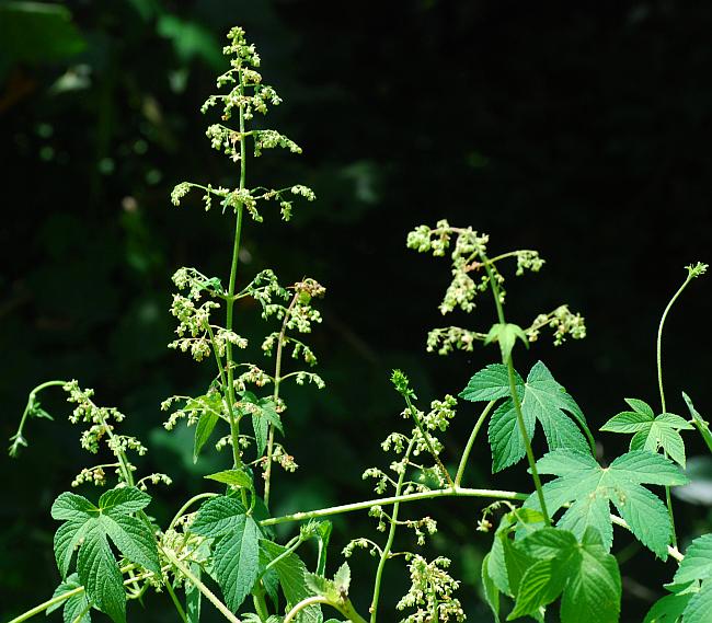 Humulus_japonicus_plant.jpg