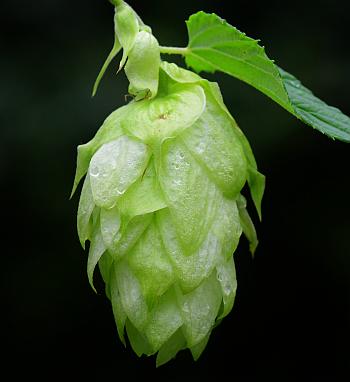 Humulus_lupulus_cone.jpg