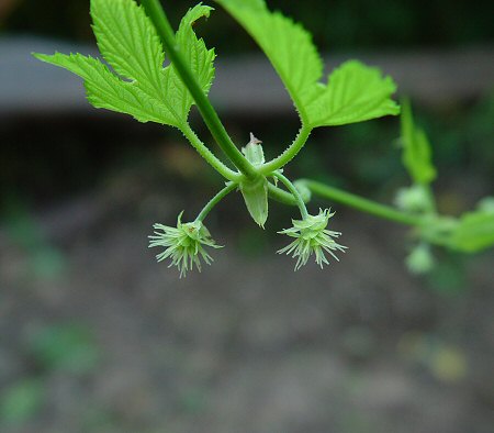 Humulus_lupulus_inflorescence.jpg