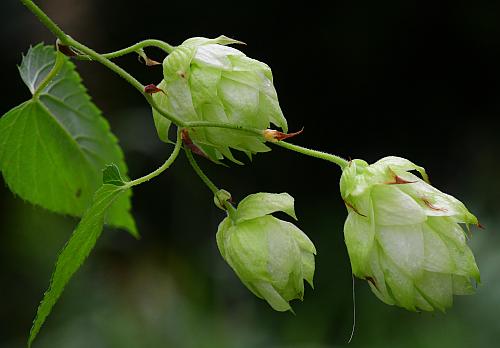 Humulus_lupulus_infructescence.jpg