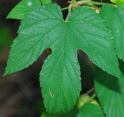 Humulus_lupulus_leaf1.jpg