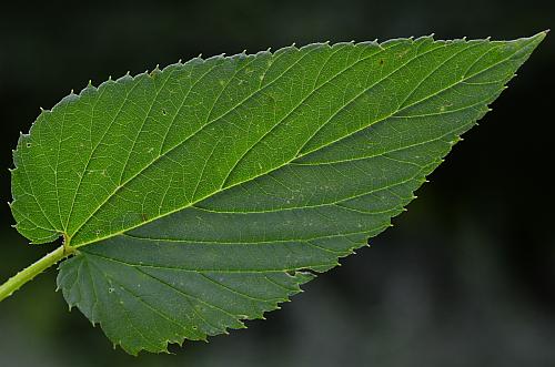 Humulus_lupulus_leaf1b.jpg