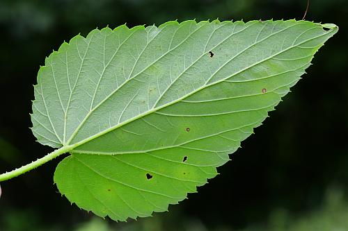 Humulus_lupulus_leaf2.jpg