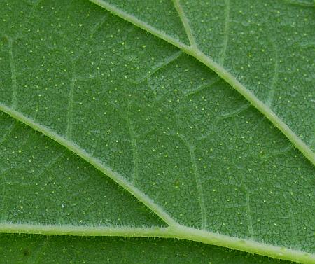 Humulus_lupulus_leaf2b.jpg