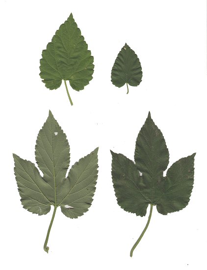 Humulus_lupulus_leaves.jpg