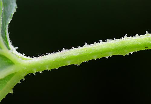 Humulus_lupulus_petiole.jpg